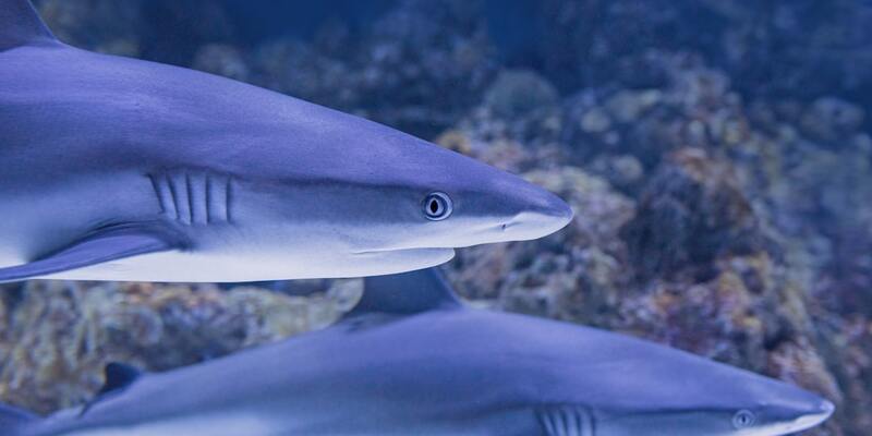 Understanding the Dangers of the Ocean: A Guide for Seniors