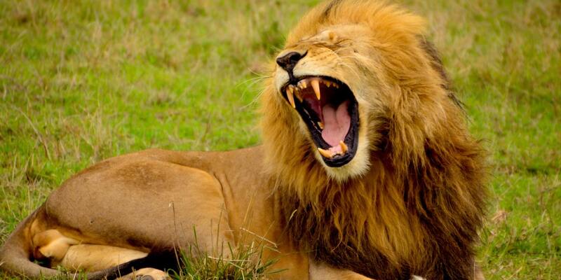 The Majestic Lion: Understanding the King of the Jungle