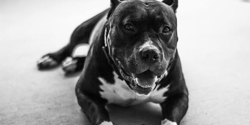 pitbull