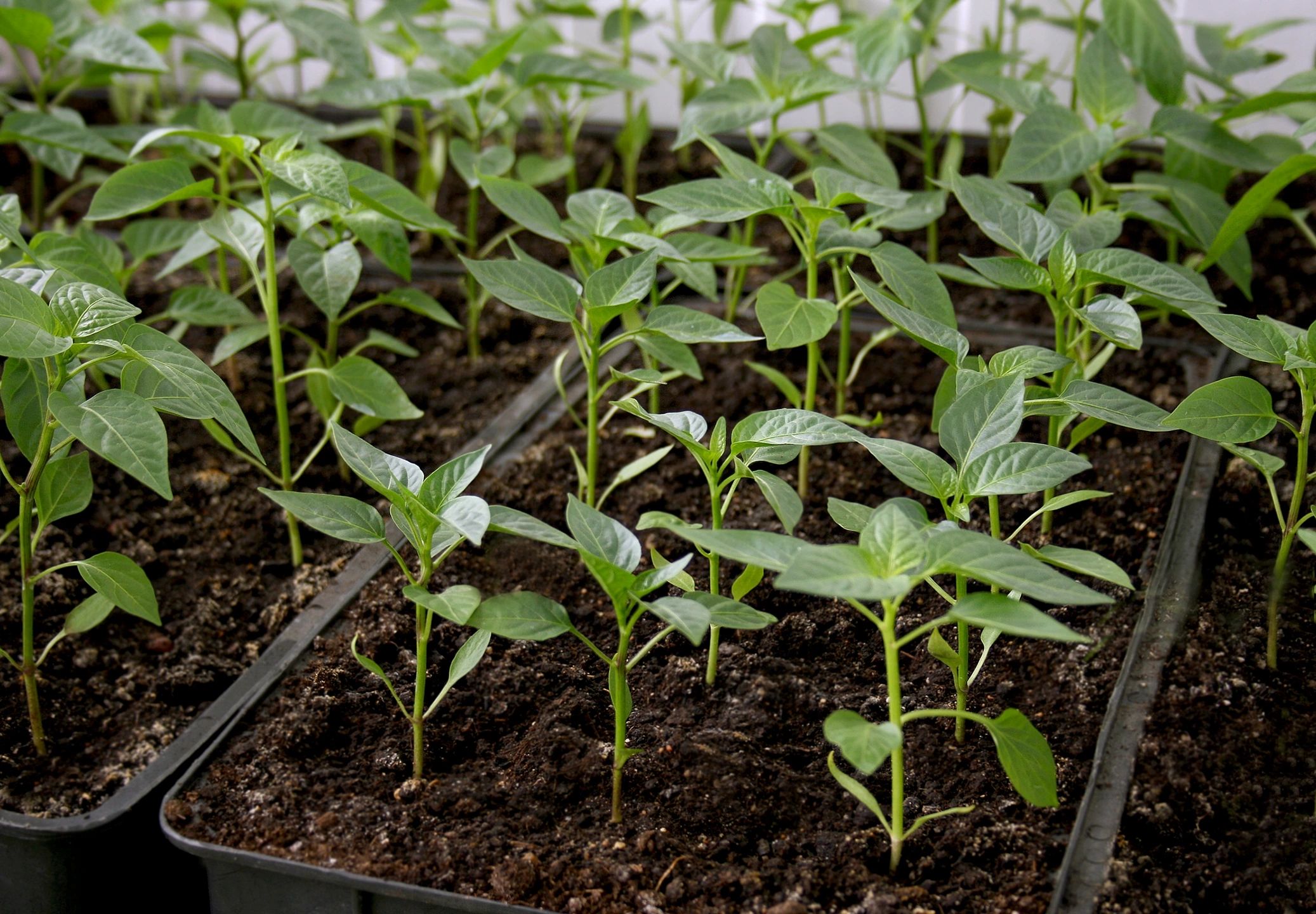 Growing Herbs: A Rewarding Hobby for Senior Citizens