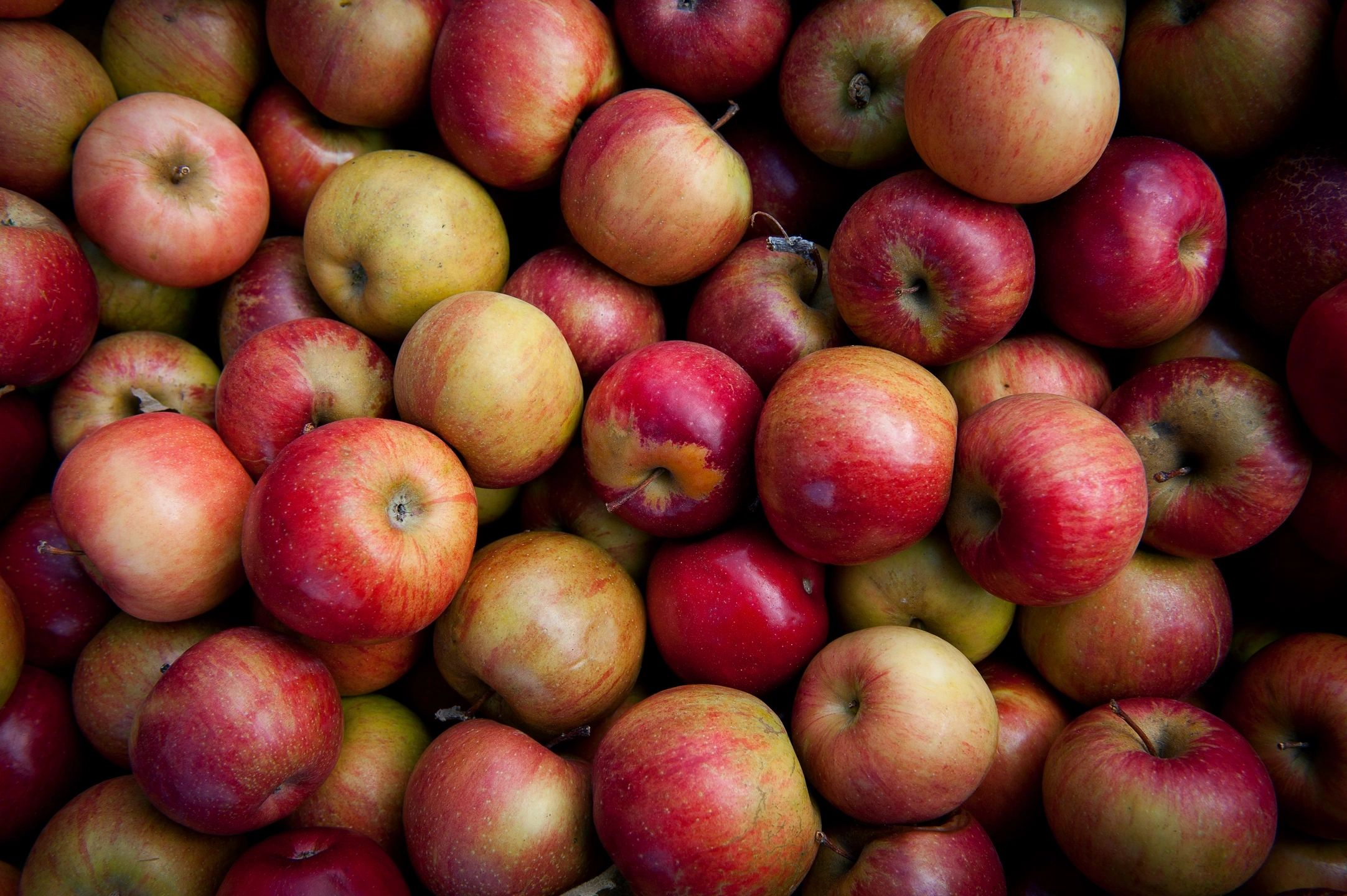 Understanding Apple Seeds: A Senior’s Guide to Their Benefits and Safety