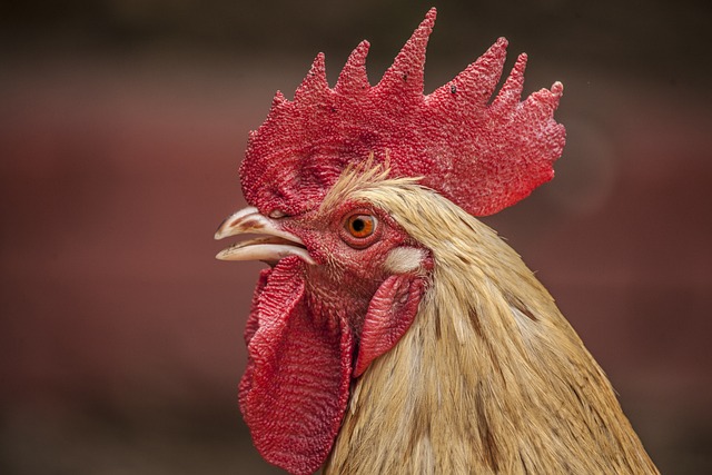 Bird Flu Risks Are Rising—Should You Be Worried?