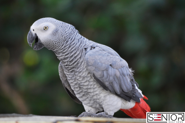 Birds That Talk! 8 Smart Species That Imitate Human Speech